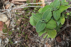Coleus gratus