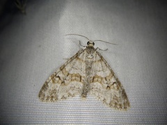 Trichopteryx fastuosa