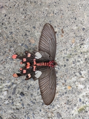 Byasa polyeuctes