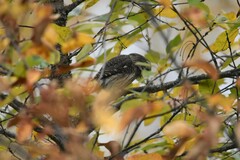 Glaucidium passerinum