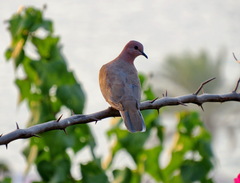 Streptopelia senegalensis
