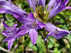 Campanula lingulata