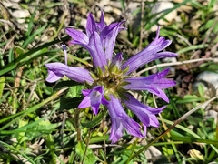 Campanula lingulata