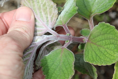 Coleus gratus