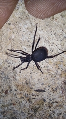 Leptoderis