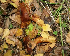 Tricholoma