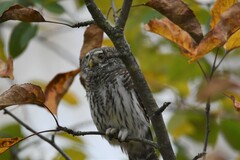 Glaucidium passerinum