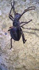 Leptoderis