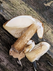 Pluteus umbrosus