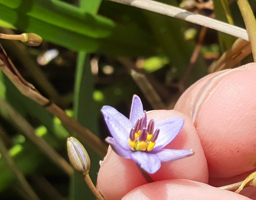 Image of Dianella brevicaulis by (c) Rosalie Lawrence, some rights reserved (CC BY)