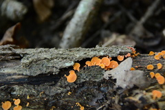 Favolaschia calocera