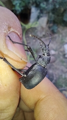 Leptoderis