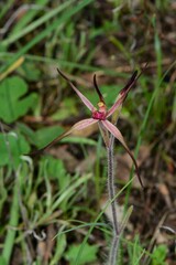 Caladenia versicolor