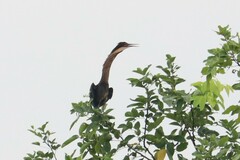 Ixobrychus flavicollis