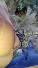 Leptoderis