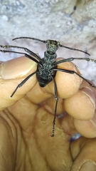 Leptoderis