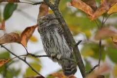 Glaucidium passerinum