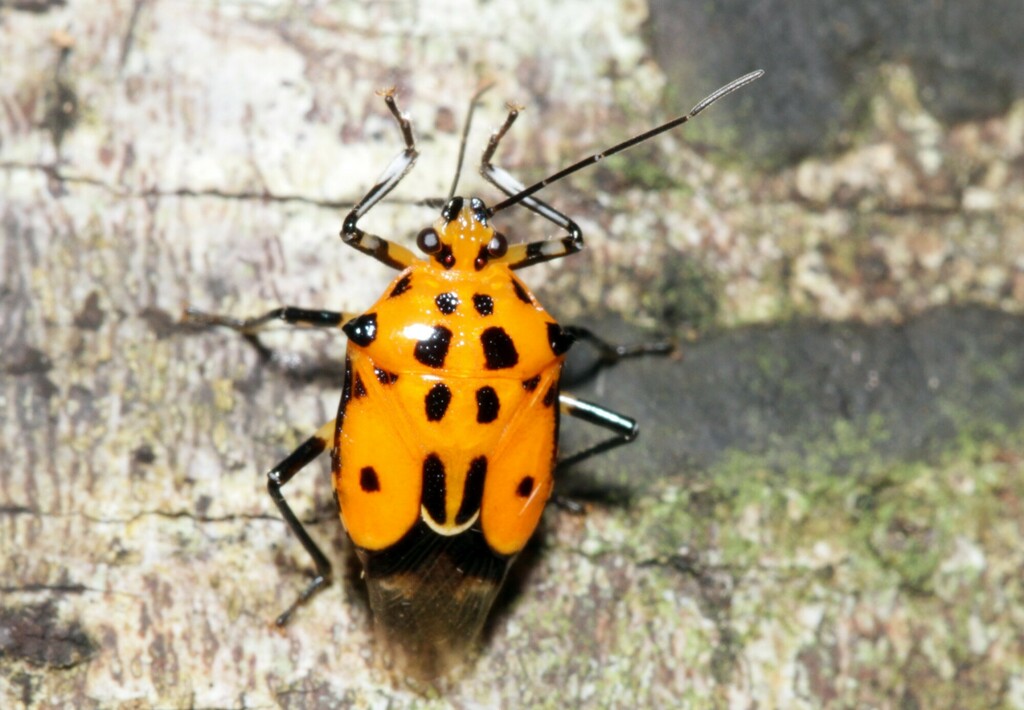 Coryzorhaphis carneolus
