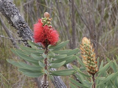 Melaleuca glauca