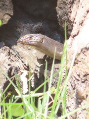 Egernia kingii