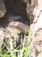 Egernia kingii