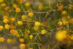 Acacia brownii