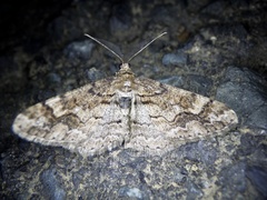 Pseuderannis lomozemia