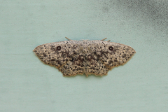 Cyclophora pendularia
