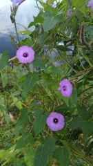 Convolvuloideae