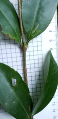 Cyclophyllum longipetalum