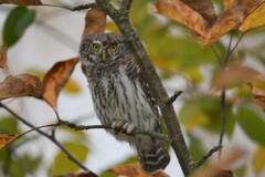 Glaucidium passerinum