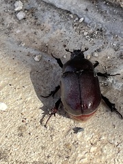 Phyllognathus excavatus