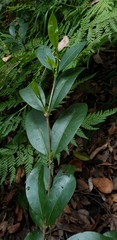 Cyclophyllum longipetalum
