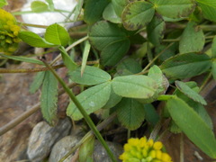 Trifolium badium