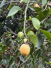 Passiflora alata