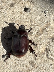 Phyllognathus excavatus