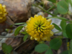 Trifolium badium