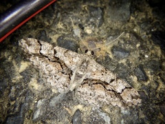 Satoblephara parvularia