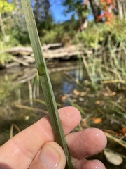 Schoenoplectus pungens
