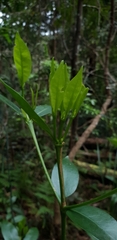 Cyclophyllum longipetalum