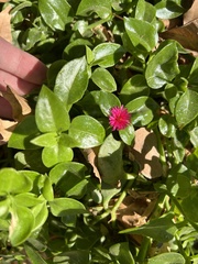 Mesembryanthemum cordifolium