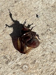 Phyllognathus excavatus