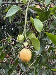Passiflora alata