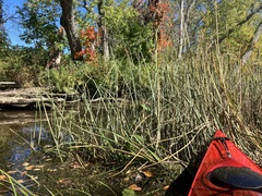 Schoenoplectus pungens