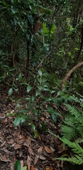 Cyclophyllum longipetalum