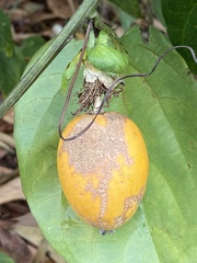 Passiflora alata