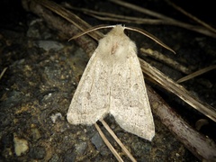 Orthosia fausta