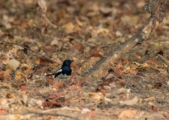 Copsychus albospecularis