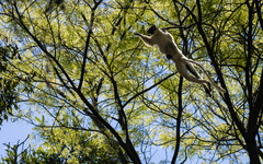 Propithecus verreauxi