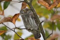 Glaucidium passerinum